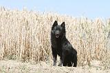 SCHIPPERKE 079